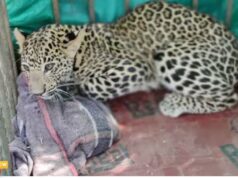 रक्षा मंत्रालय के गिरौला कैंप में तेंदुए की दहशत, चार शावकों को दिया जन्म, वन विभाग ने जारी की गाइडलाइन