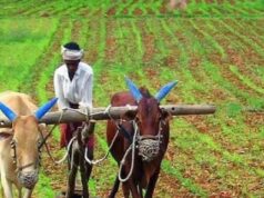 एनसीआरबी रिपोर्ट से हुआ खुलासा, क्यों कोविड के बाद किसानों की तुलना में अधिक खेतिहर मजदूर दे रहे हैं अपनी जान