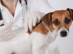 पशु चिकित्सालय में निशुल्क एंटी रेबीज टीकाकरण कार्यक्रम का आयोजन