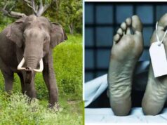 हाथियों का कहर: ग्रामीण की मौत, घर और फसल बर्बाद
