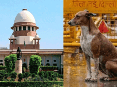 आवारा कुत्तों के मुद्दे पर सुप्रीम कोर्ट ने सुनाया फैसला- नसबंदी और टीकाकरण के बाद शेल्टर होम से छोड़ा जाए