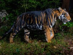 इंदौर जू में नए साल में आएगा ब्लैक टाइगर, मेलानिस्टिक और व्हाइट टाइगर की मेटिंग से उम्मीद