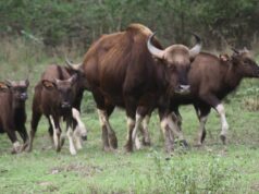 कान्हा नेशनल पार्क में आएंगे असम के वाइल्ड बफेलो, टाइगर रिजर्व में बढ़ेगा वाइल्डलाइफ रोमांच