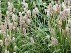 मध्यप्रदेश देश में अग्रणी: 46 हजार हेक्टेयर से अधिक क्षेत्र में उगती ईसबगोल और अश्वगंधा