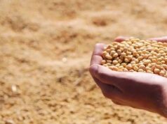 भावांतर योजना में आज बढ़कर 4077 रुपए मॉडल रेट जारी