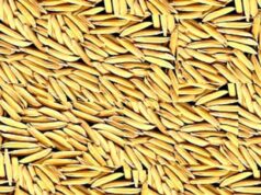 गौरेला पेंड्रा मरवाही : किसानों की सुविधा और उपार्जित धान के समुचित रख रखाव हेतु धान खरीदी केंद्र बंशीताल का स्थान परिवर्तित कर करगीकला किया गया