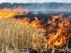 MP ने पराली जलाने के मामले में पंजाब-हरियाणा को पीछे छोड़ा, एक दिन में 1052 मामले दर्ज