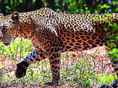 400 के.वी. सबस्टेशन इंदौर में घुसे तेंदुए को बहादुरी से पकड़ा