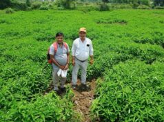 जैविक खेती ने बदली तस्वीर : मूलचंद बंजारे ने वैज्ञानिक पद्धति अपनाकर बढ़ाया उत्पादन, कीट-रोग से मिली राहत….