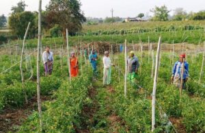 बिहान योजना से आत्मनिर्भर बनीं द्रौपती बांधे बनी लखपति दीदी: प्रतिमाह कमा रहीं 50 हजार रूपए….