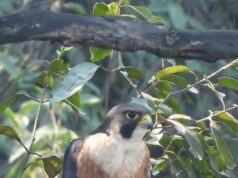 उदंती-सीतानदी में दिखा दुनिया का सबसे तेज़ उड़ने वाला पक्षी पेरेग्रीन फाल्कन…..