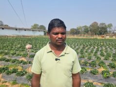 उद्यानिकी खेती से बदली किसान की आर्थिक तस्वीर: धान की तुलना में स्ट्रॉबेरी की खेती में डबल मुनाफा…