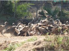 गिद्ध संरक्षण में छत्तीसगढ़ की नई उड़ान : इंद्रावती टाइगर रिजर्व बना देश का मॉडल….