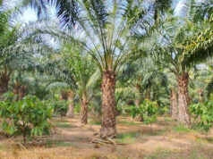 एक एकड़ में सवा लाख रुपए का मुनाफा देने वाला पाम ऑयल की खेती, किसान मुकेश कमा रहे हैं एक पेड़ से 3 हजार रुपए वार्षिक आय….