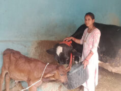 मेडिकल लैब से माटी तक, आरती ने पशुधन से लिखी सफलता की नई कहानी, अच्छी नौकरी छोड़ गांव में रचा आत्मनिर्भरता का मॉडल….