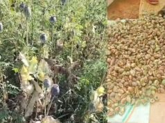 बलरामपुर में 2 एकड़ से अधिक भूमि में अफीम की अवैध खेती पर प्रशासन-पुलिस की संयुक्त कार्रवाई….