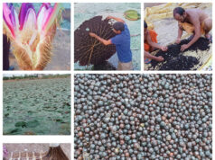 छत्तीसगढ़ में मखाना उत्पादन को प्रोत्साहन, योजना का तेजी के साथ हो रहा है क्रियान्वयन, धमतरी, बालोद, महासमुंद और गरियाबंद जिलों में शुरू हुई मखाना विकास योजना, 178 लाख की राशि स्वीकृत….