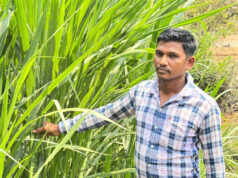 मजदूरी की बेड़ियां तोड़ ‘मल्टी-फार्मिंग’ के नायक बने ललित यादव, 6 गायों से शुरू हुआ डेयरी का सफर, आज 25 उन्नत पशुओं के साथ लिख रहे सफलता की इबारत…..