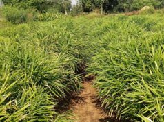 एक जिला एक उत्पाद योजना से बदली तस्वीर…..