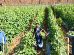 खीरा की खेती ने बदली सुभद्रा की जिंदगी, बिहान योजना से बनी लखपति दीदी…..