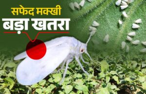 गन्ने में सफेद मक्खी के प्रकोप पर वैज्ञानिकों की सलाह: कीट नियंत्रण के लिए मौसम साफ होने पर करें छिड़काव…