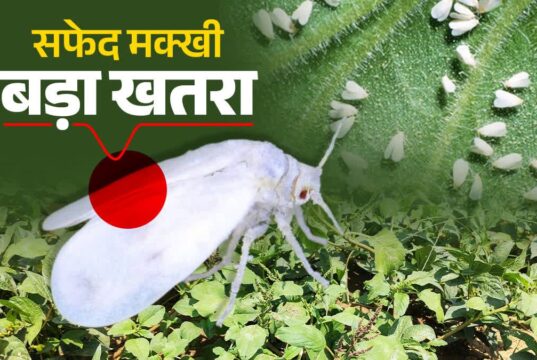 गन्ने में सफेद मक्खी के प्रकोप पर वैज्ञानिकों की सलाह: कीट नियंत्रण के लिए मौसम साफ होने पर करें छिड़काव…