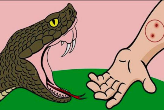 वर्षा ऋतु में सर्पदंश से सतर्क रहें: स्वास्थ्य विभाग बेमेतरा की अपील