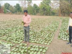 तेन्दूपत्ता संग्रहण की नई पहल से अबुझमाड़ के 22 गांवों को मिला लाभ, गांव के पास खुला फड़, 365 संग्राहकों को मिला सीधा आर्थिक लाभ….
